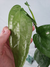 Load image into Gallery viewer, SP. Limon, Exact Plant, Anthurium
