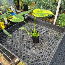 Load image into Gallery viewer, Monstera marilyn variegated, Exact Plant Ships Nationwide.
