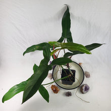 Load image into Gallery viewer, Philodendron Mexicanum, Exact Plant Large
