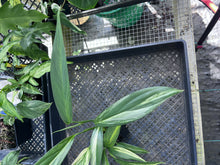 Load image into Gallery viewer, Epipremnum Amplissimum, Exact Plant Variegated Ships Nationwide
