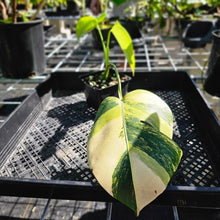 Load image into Gallery viewer, Monstera Borsigiana Aurea, Exact Plant Variegated Ships Nationwide
