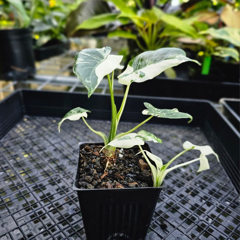 Alocasia Odora, Okinawa Silver, Exact Plant Variegated Multi pot