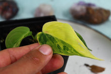 Load image into Gallery viewer, Variegated Philodendron Hederaceum Micans Aurea Exact Plant Ships nationwide
