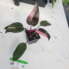 Load image into Gallery viewer, Philodendron Pink Princess, Exact Plant Variegated Ships Nationwide
