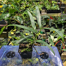Load image into Gallery viewer, Epipremnum Amplissimum Silver Stripe, Exact Plant Ships Nationwide

