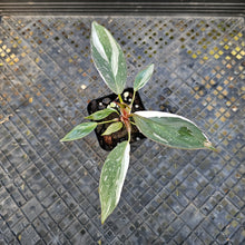 Load image into Gallery viewer, Philodendron Red Anderson Variegated 2.5" pot, Fedex 2day*
