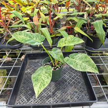 Load image into Gallery viewer, Philodendron Giganteum, Exact Plant Variegated Ships Nationwide
