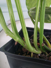 Load image into Gallery viewer, Lechleriana, exact plant, variegated Monstera, ships nationwide
