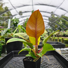 Load image into Gallery viewer, Philodendron Red Moon, Exact Plant Variegated
