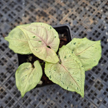 Load image into Gallery viewer, Syngonium Green Splash, Exact Plant Variegated Ships Nationwide
