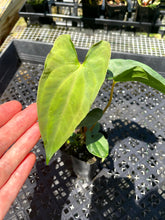 Load image into Gallery viewer, Anthurium Papillilaminum Fort Sherman, Exact Plant Ships Nationwide
