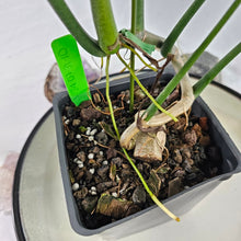 Load image into Gallery viewer, Philodendron Holtonianum, Exact Plant

