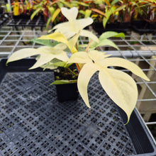 Load image into Gallery viewer, Philodendron Florida Ghost, Exact Plant Ships Nationwide
