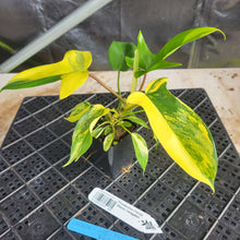Load image into Gallery viewer, Philodendron Florida Beauty, Exact Plant Variegated Ships Nationwide
