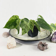 Load image into Gallery viewer, Philodendron Hederaceum, Heart Leaf, Exact Plant Variegated Ships Nationwide
