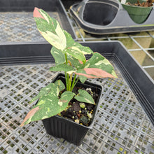 Load image into Gallery viewer, Syngonium Red Spot Tricolor Variegated exact plant, Fedex 2day*
