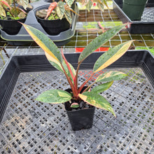 Load image into Gallery viewer, Philodendron Red Congo, Exact Plant Variegated Ships Nationwide
