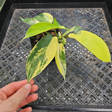 Load image into Gallery viewer, Philodendron Florida Beauty Variegated 2.5" pot, Fedex 2day*
