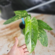 Load image into Gallery viewer, Philodendron Jose Buono, Exact Plant Variegated Ships Nationwide
