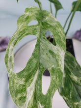 Load image into Gallery viewer, Indonesia Mint, exact plant, variegated Monstera Adansonii, ships nationwide

