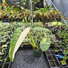 Load image into Gallery viewer, Philodendron Jose Buono Variegated exact plant, Fedex 2day*

