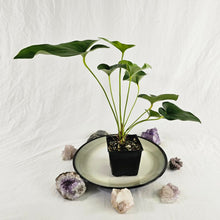 Load image into Gallery viewer, Anthurium Brownii, Exact Plant double plant
