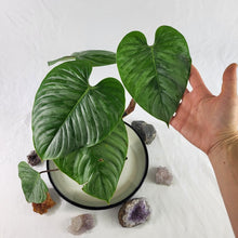 Load image into Gallery viewer, Philodendron Sodiroi True Form, Exact Plant Ships Nationwide
