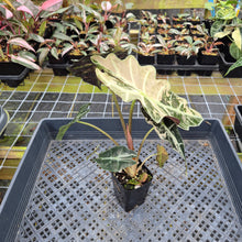 Load image into Gallery viewer, Alocasia Polly Snowflake Pink variegated exact plant, Fedex 2day*
