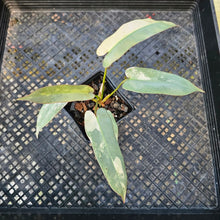 Load image into Gallery viewer, Philodendron Atabapoense, Exact Plant 4&quot; variegated Ships Nationwide
