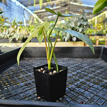Load image into Gallery viewer, Philodendron Ilsemanii, Exact Plant Variegated 2.5&quot; Ships Nationwide
