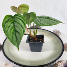 Load image into Gallery viewer, Philodendron Sodiroi True Form, Exact Plant Ships Nationwide
