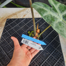 Load image into Gallery viewer, Alocasia Longiloba Lowii, Exact Plant Ships Nationwide
