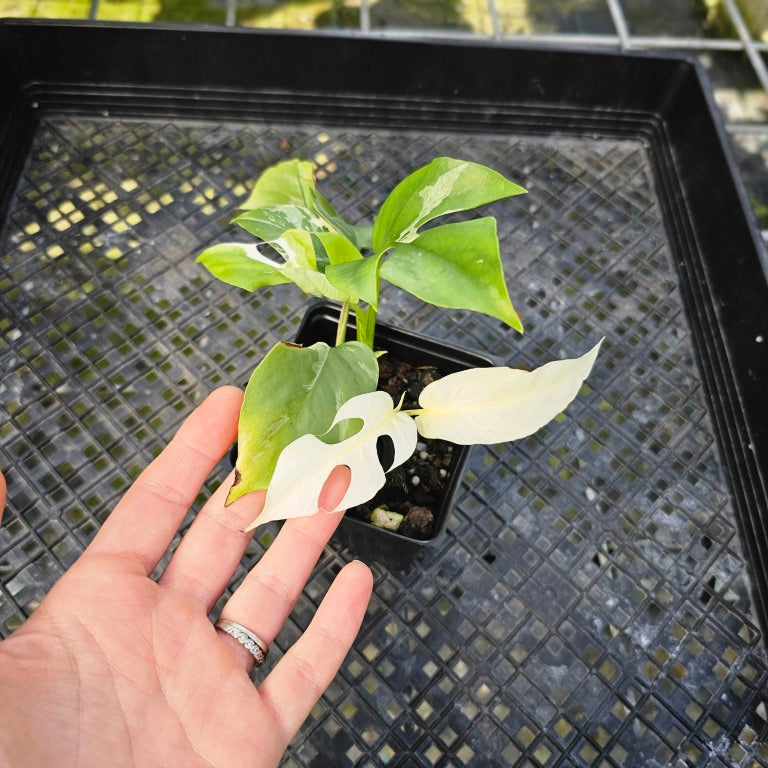 Rhaphidophora Tetrasperma Albo, Exact Plant Variegated