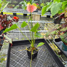Load image into Gallery viewer, Anthurium Speckled Butterfly Shibori AFF, Exact Plant Variegated
