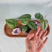 Load image into Gallery viewer, Philodendron Sodiroi True Form 2.5&quot; starter pot, ships nationwide
