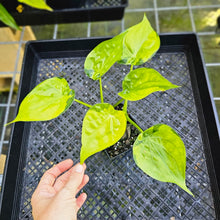 Load image into Gallery viewer, Alocasia Cucullata, Exact Plant Variegated Double plant
