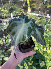 Load image into Gallery viewer, Alocasia Venom 2.5" pot, Fedex 2day*
