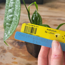 Load image into Gallery viewer, Anthurium Sp. Limon, Exact Plant Ships Nationwide
