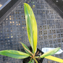 Load image into Gallery viewer, Philodendron Caramel Marble, Exact Plant Variegated Ships Nationwide
