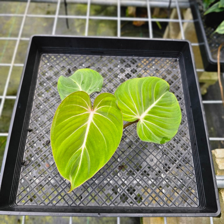 Philodendron Gloriosum, Pink Veined Back, Exact Plant 2 growth points