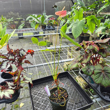 Load image into Gallery viewer, Anthurium Andreaenum Starlight Splash, Exact Plant, speckled
