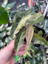 Load image into Gallery viewer, Alocasia Polly Aurea variegated 2.5" pot, Fedex 2day*
