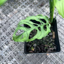 Load image into Gallery viewer, Monstera Obliqua Peru, Exact Plant Ships Nationwide
