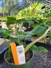 Load image into Gallery viewer, Philodendron Minarum &#39;Lime Fiddle&#39;, Exact Plant Ships Nationwide
