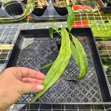 Load image into Gallery viewer, Anthurium Vittarifolium , Exact Plant Variegated Ships Nationwide

