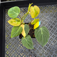 Load image into Gallery viewer, Philodendron Hederaceum Micans Aurea, Exact Plant Variegated Ships Nationwide
