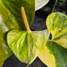 Load image into Gallery viewer, Anthurium Andraeanum White Heart, Exact Plant Variegated Ships Nationwide
