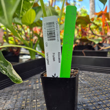 Load image into Gallery viewer, Alocasia Frydek, Exact Plant Variegated Ships Nationwide
