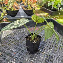 Load image into Gallery viewer, Alocasia Baginda Dragon Scale Albo Aurea Bicolor , Exact Plant Ships Nationwide
