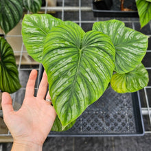 Load image into Gallery viewer, Philodendron Mamei, Exact Plant Ships Nationwide
